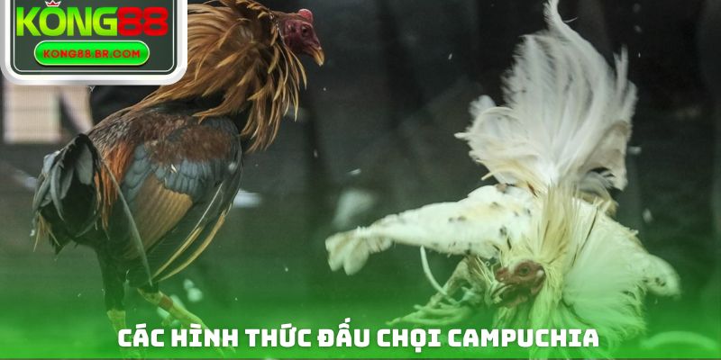 Các hình thức đấu chọi campuchia