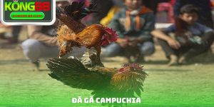 Đá Gà Campuchia