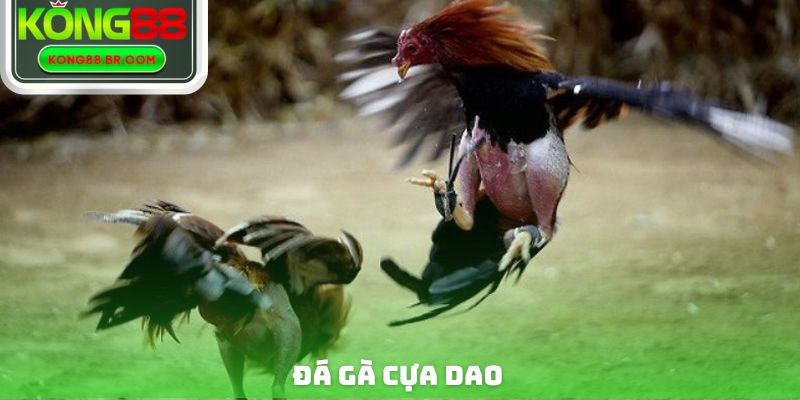 Đá Gà Cựa Dao