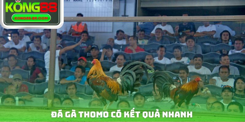 Đá gà thomo có kết quả nhanh