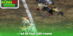 Đá Gà Trực Tiếp Thomo