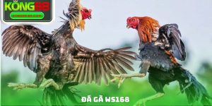 Đá Gà WS168