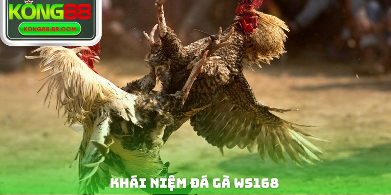 Khái niệm đá gà WS168