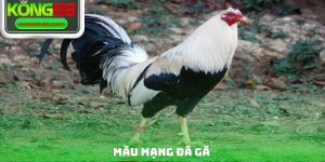 Màu Mạng Đá Gà