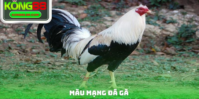 Màu Mạng Đá Gà