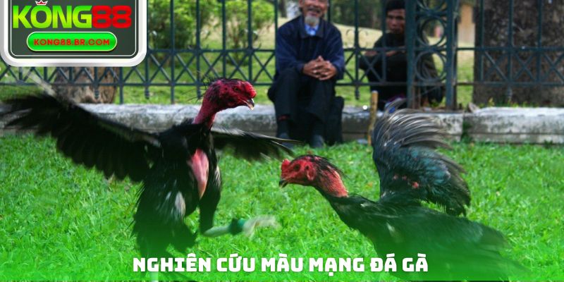 Nghiên cứu màu mạng đá gà
