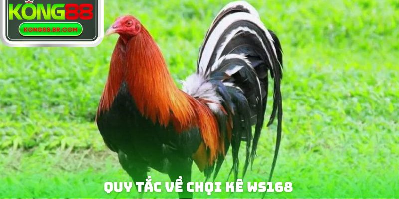 Quy tắc về chọi kê WS168