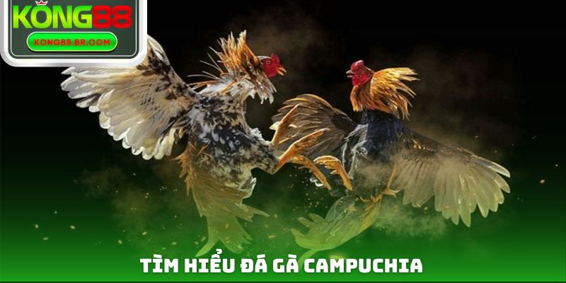Tìm hiểu đá gà campuchia