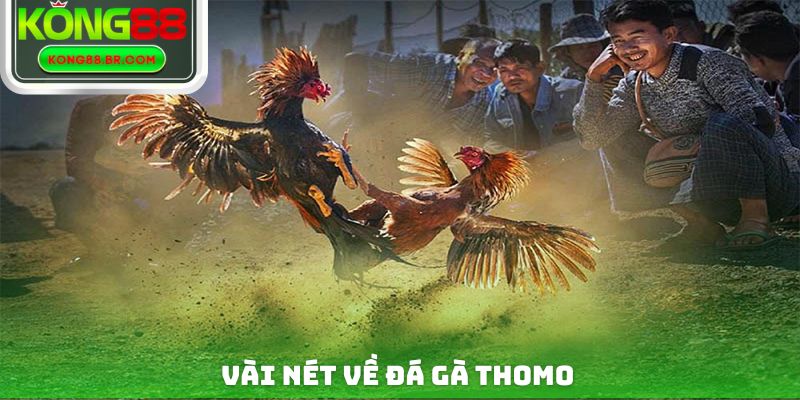 Vài nét về đá gà thomo
